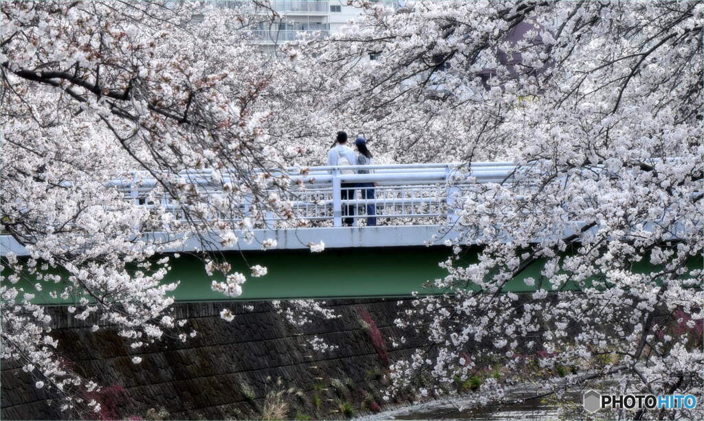 満開の桜②