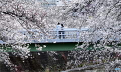 満開の桜②