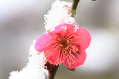 雪にも負けず