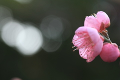 梅の横顔
