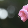 梅の横顔