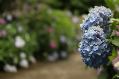 紫陽花
