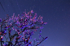 梅越しの星空