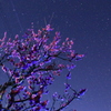 梅越しの星空