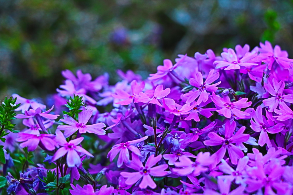 芝桜