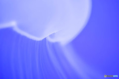 海月