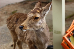 奈良シカ②