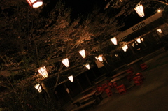 高知 夜桜