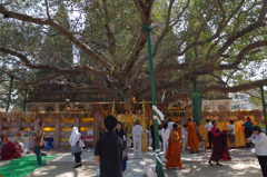 マハーボーディ寺院の菩提樹