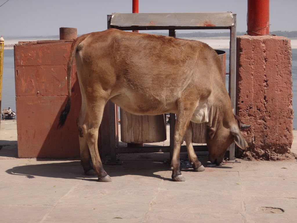 インド　バラナシの牛