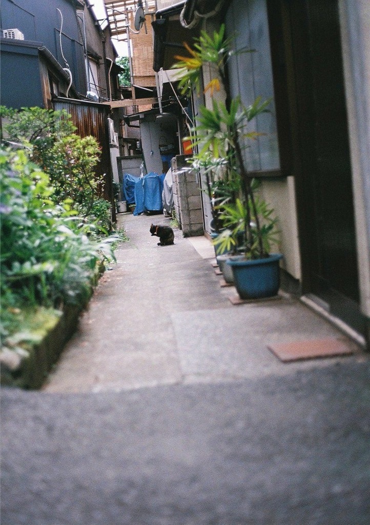 猫の日常。