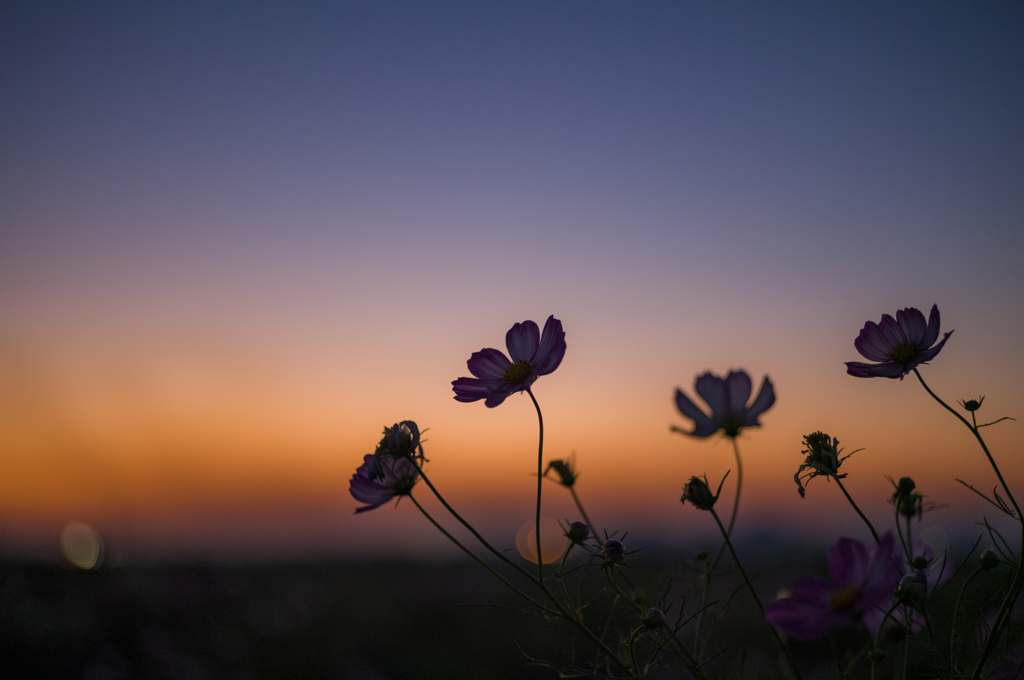 秋の夕暮れと秋桜