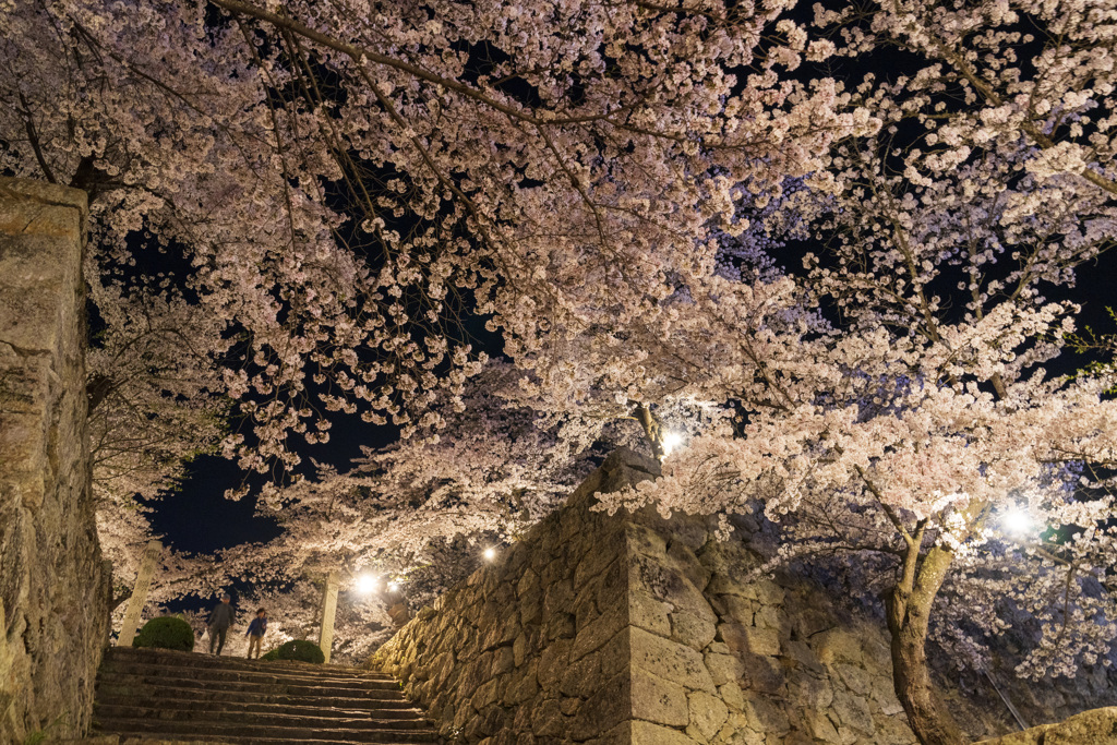 城址に咲く夜桜