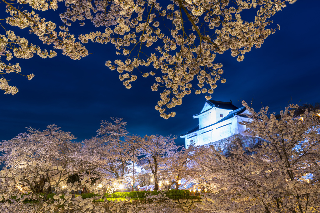 鶴山公園の夜桜