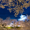 鶴山公園の夜桜