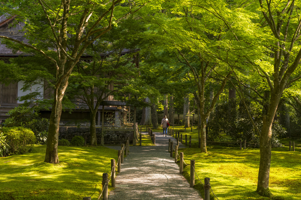 新緑の三千院