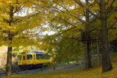 銀杏と単行列車