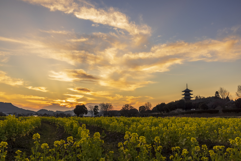 夕焼け空と菜の花
