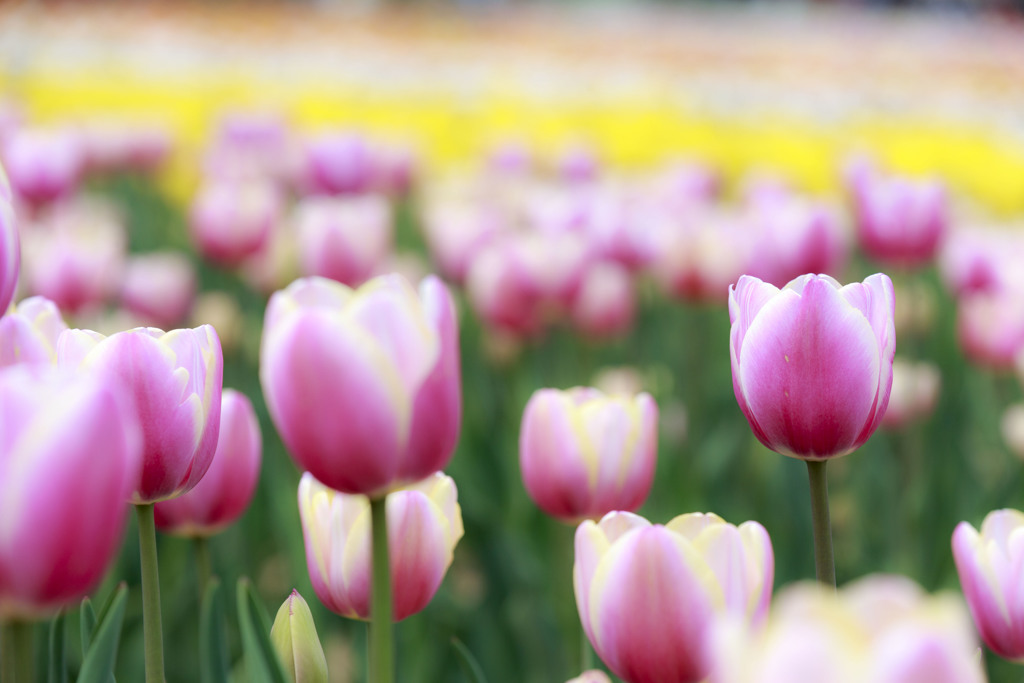 Tulip