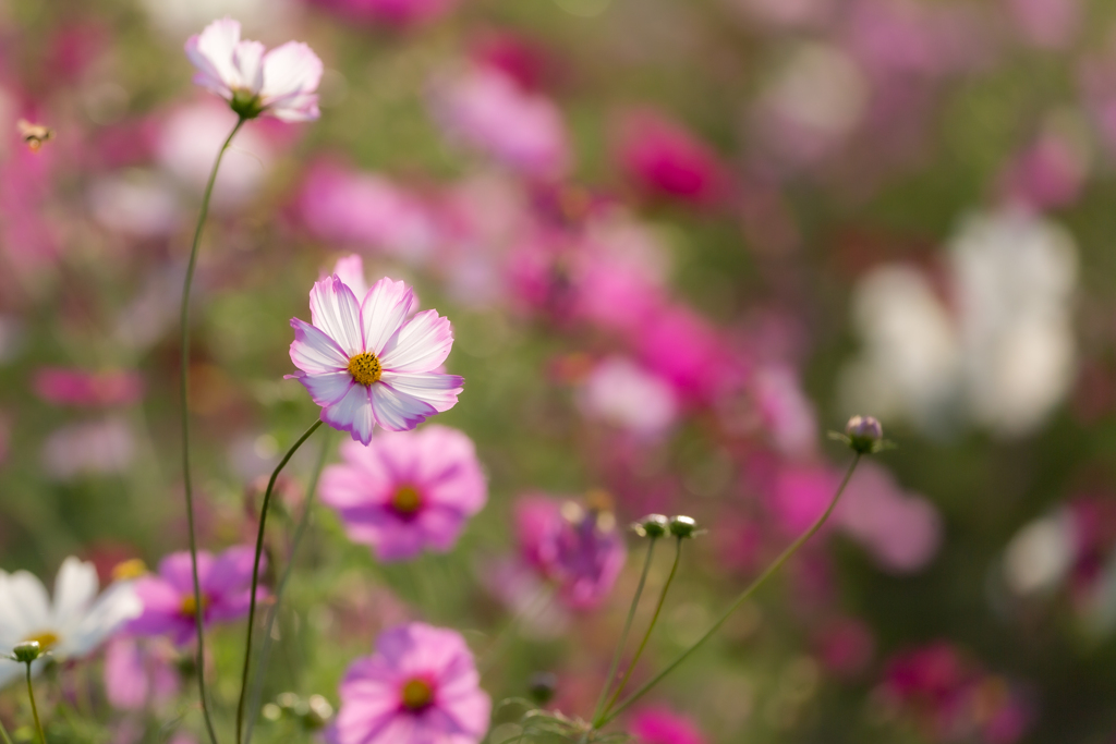 秋桜