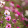 秋桜