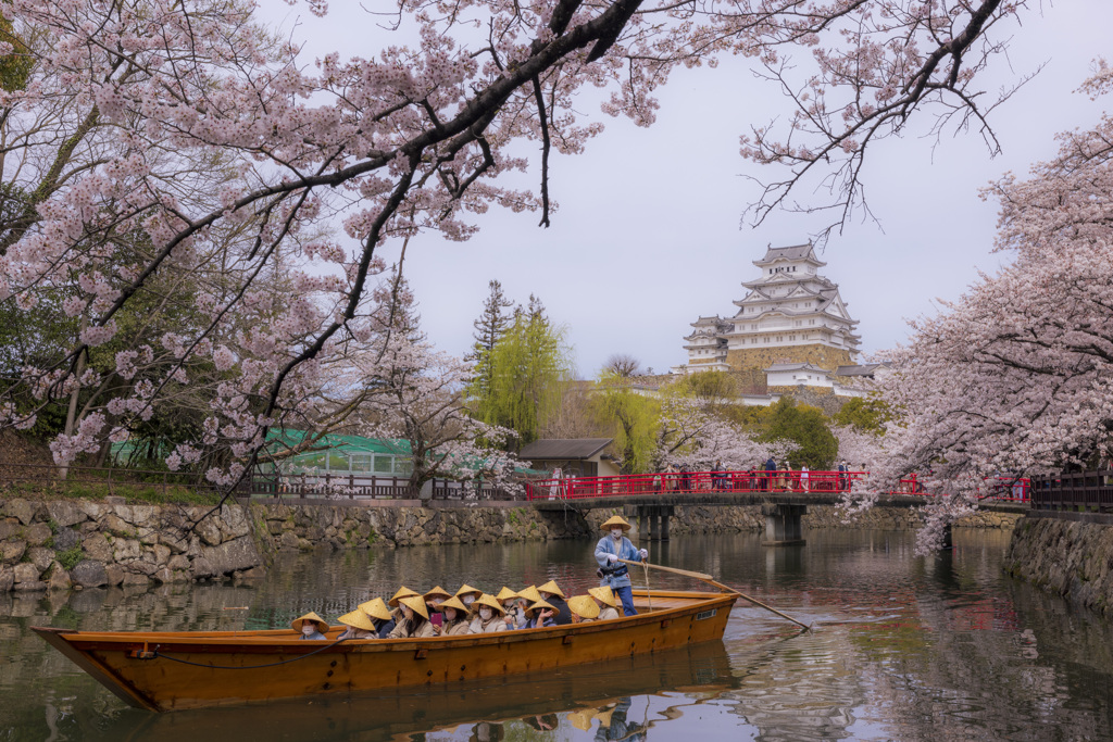 桜と姫路城