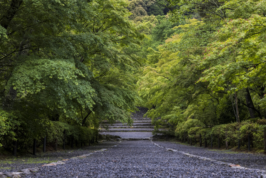 梅雨の参道