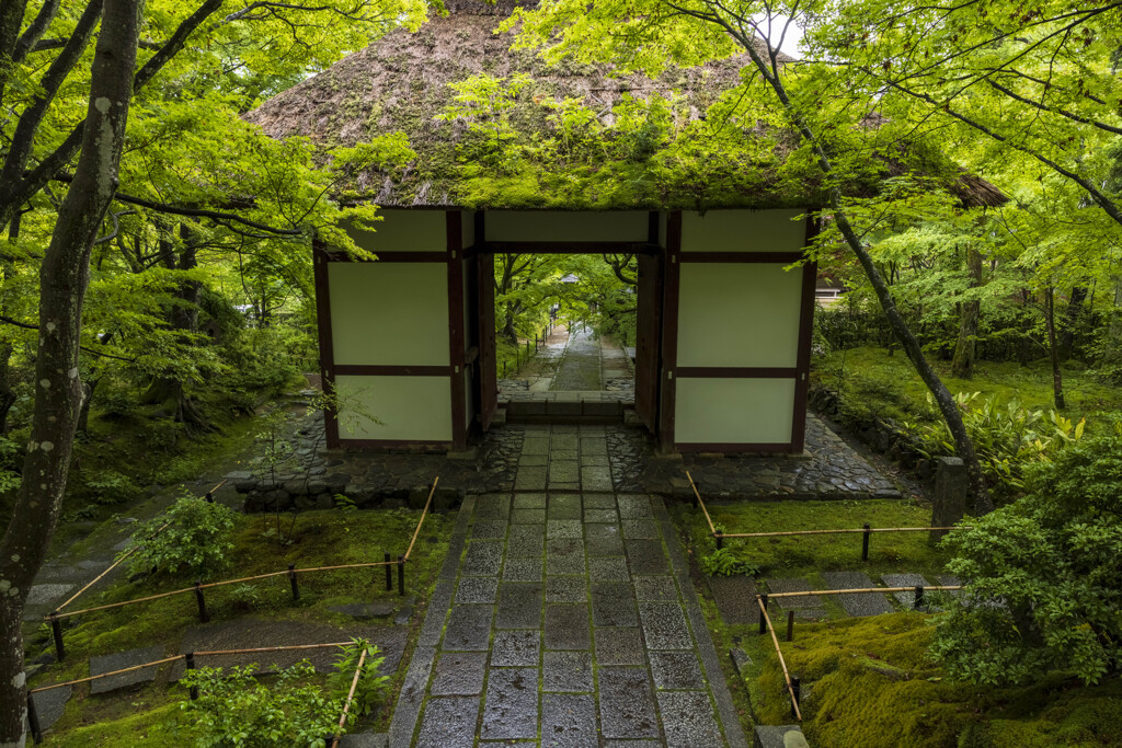 雨の常寂光寺