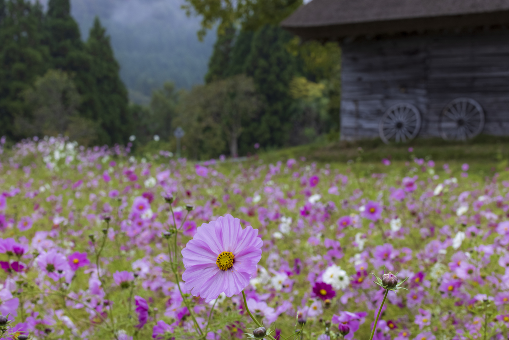 里山の秋桜