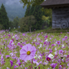 里山の秋桜