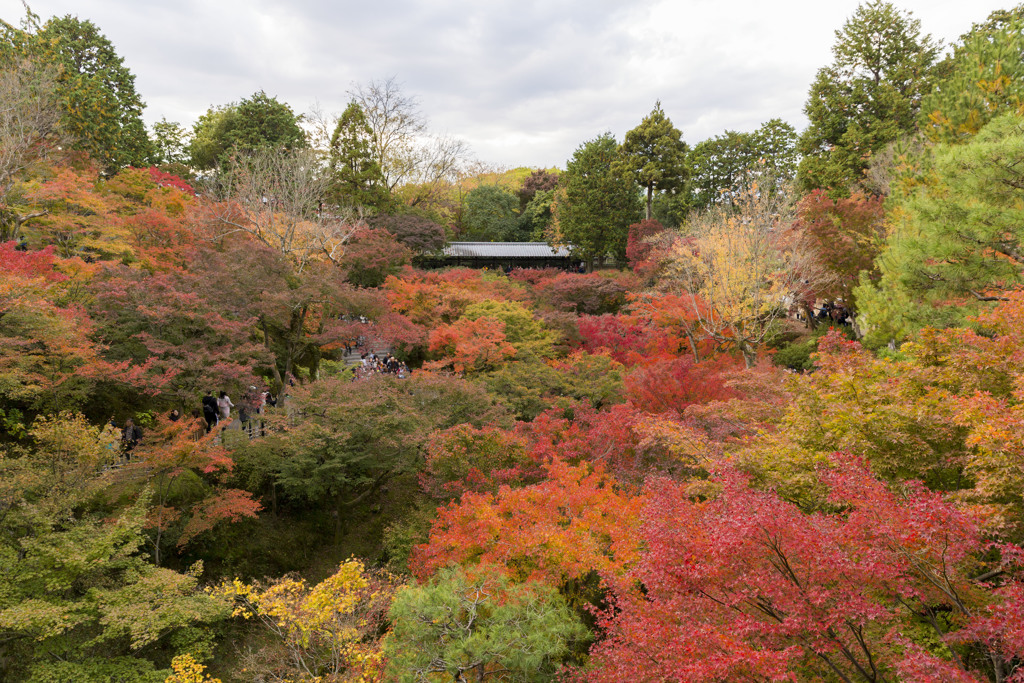 紅葉の雲海