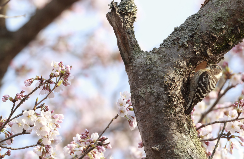 桜咲く新居