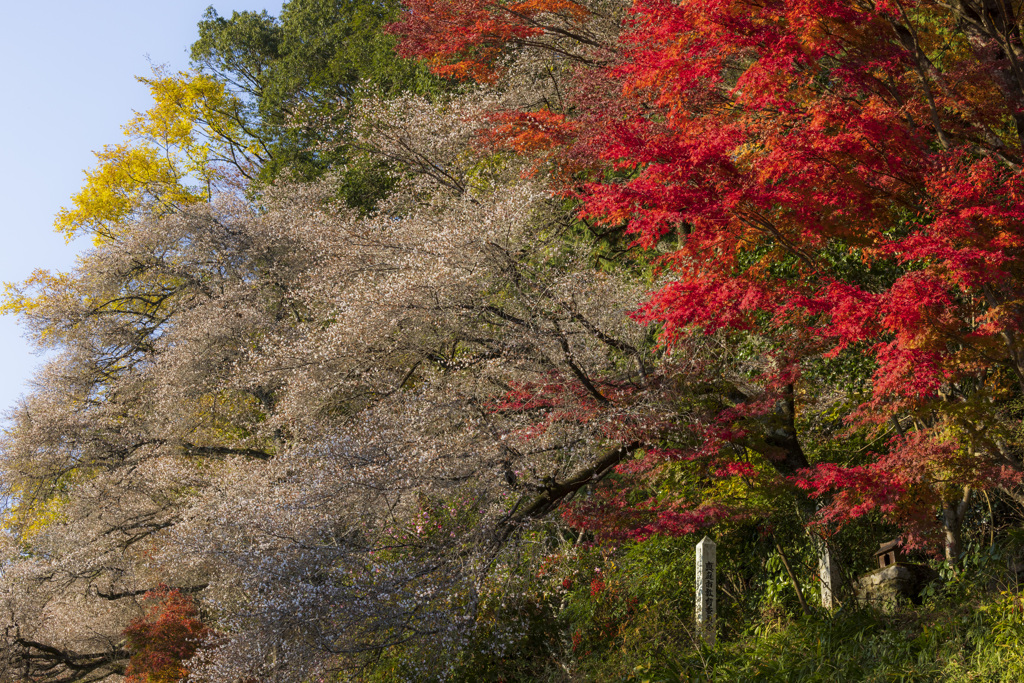 四季桜と紅葉
