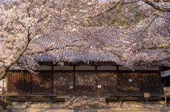 桜咲くお寺