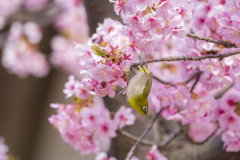 桜咲くころ