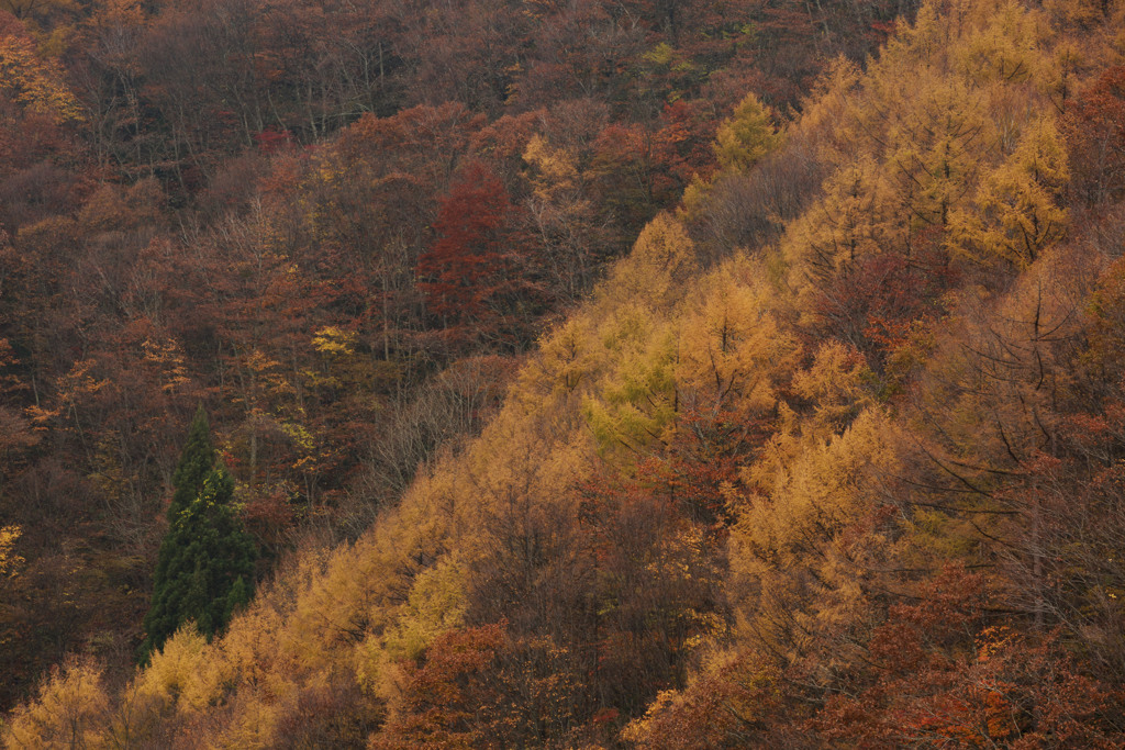 晩秋の大山