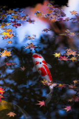 秋のパレット