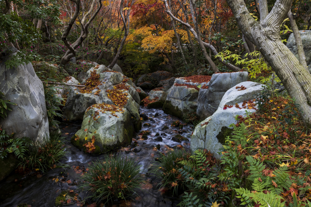 三景園紅葉