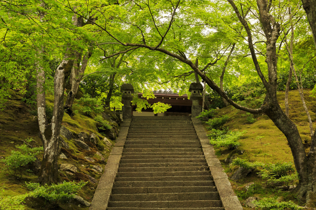 常寂光寺の新緑