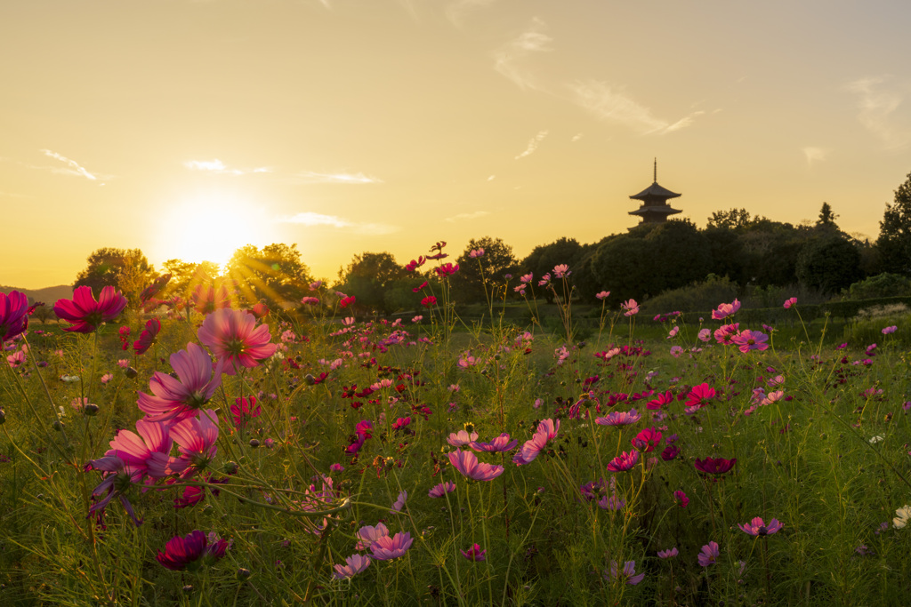 備中国分寺の秋桜