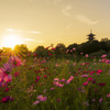 備中国分寺の秋桜