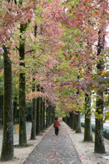 Autumn road