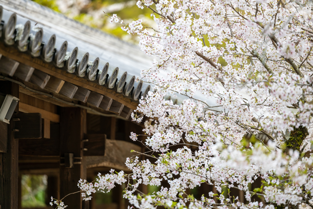 桜狩り