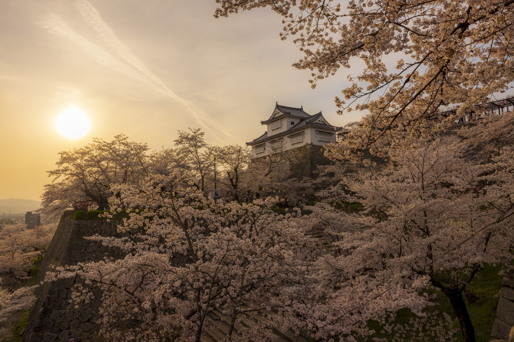 鶴山公園の桜