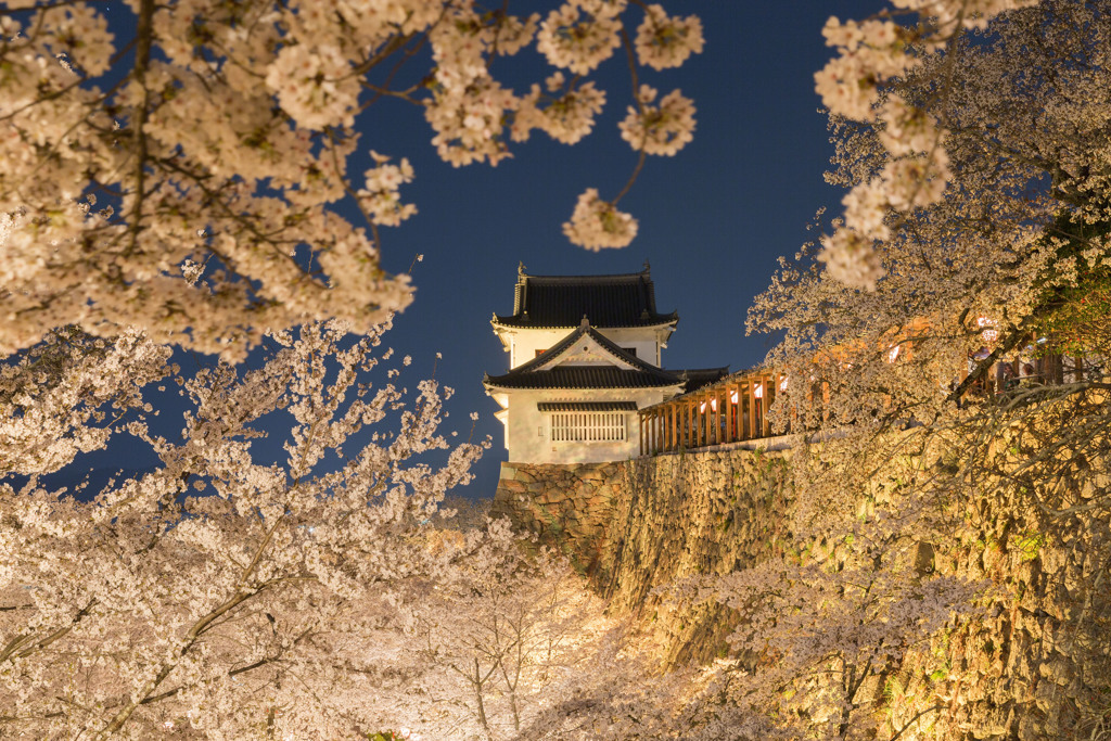 桜の額縁