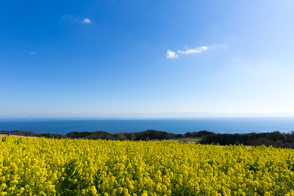 早咲菜の花と青空