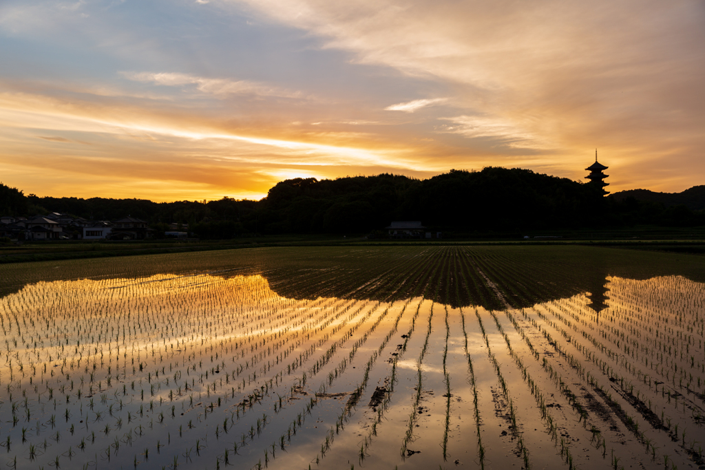 朝焼けの田園