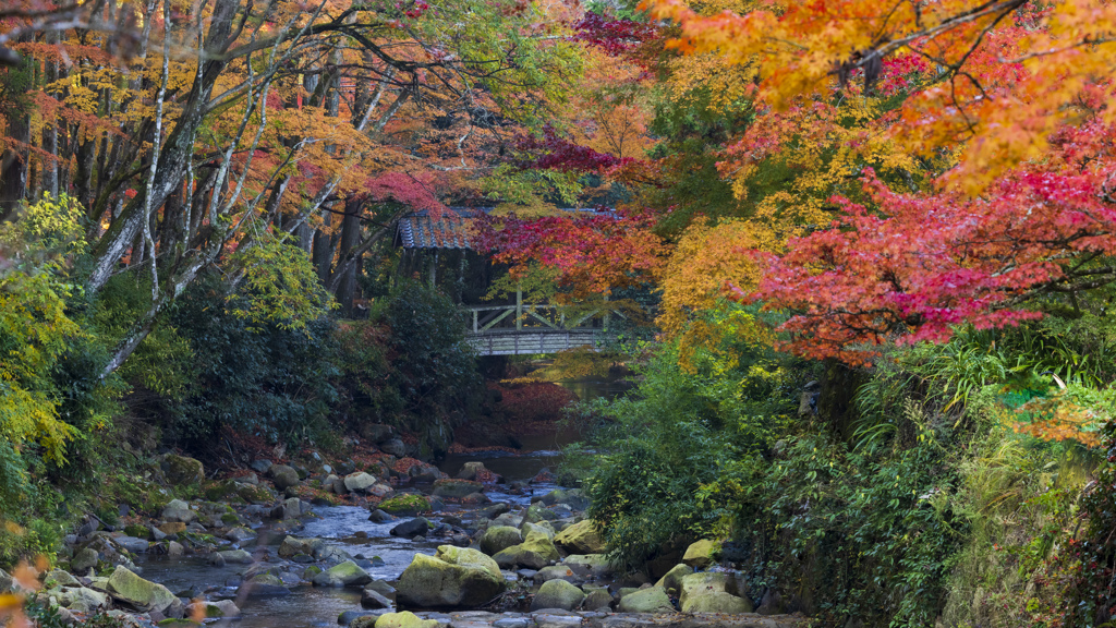 谿紅葉