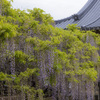 藤の咲く寺