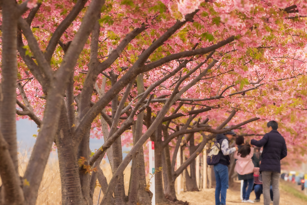 桜咲く季節